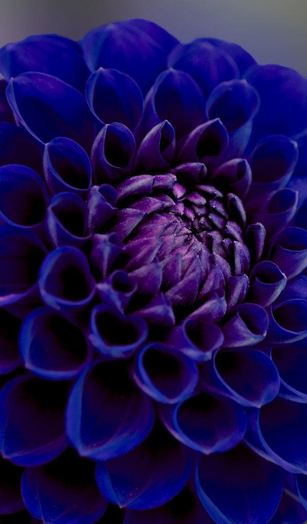 Синяя георгина крупным планом 