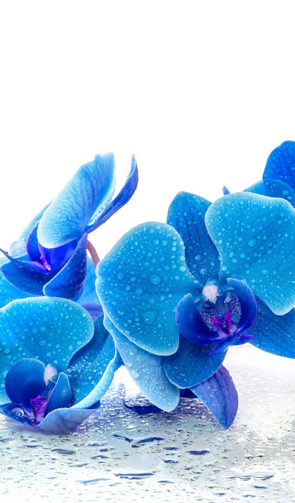 Голубые экзотические орхидеи в каплях воды на белом фоне