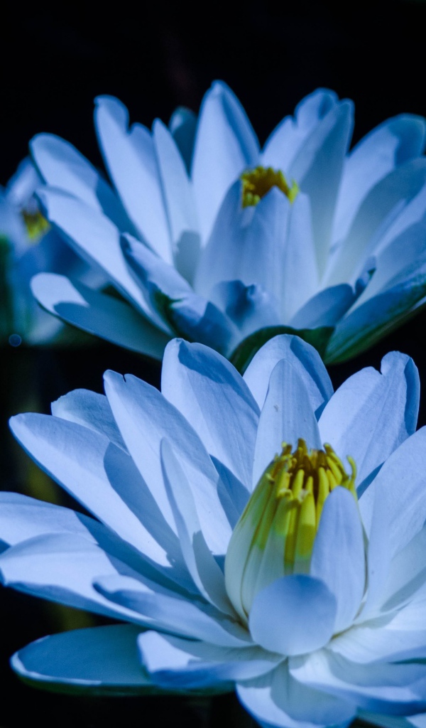 Голубой цветок нежный лотос в пруду 