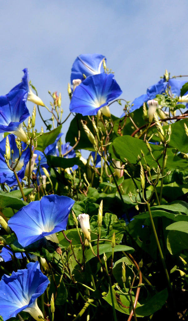 Синие цветы вьюнки на фоне голубого неба