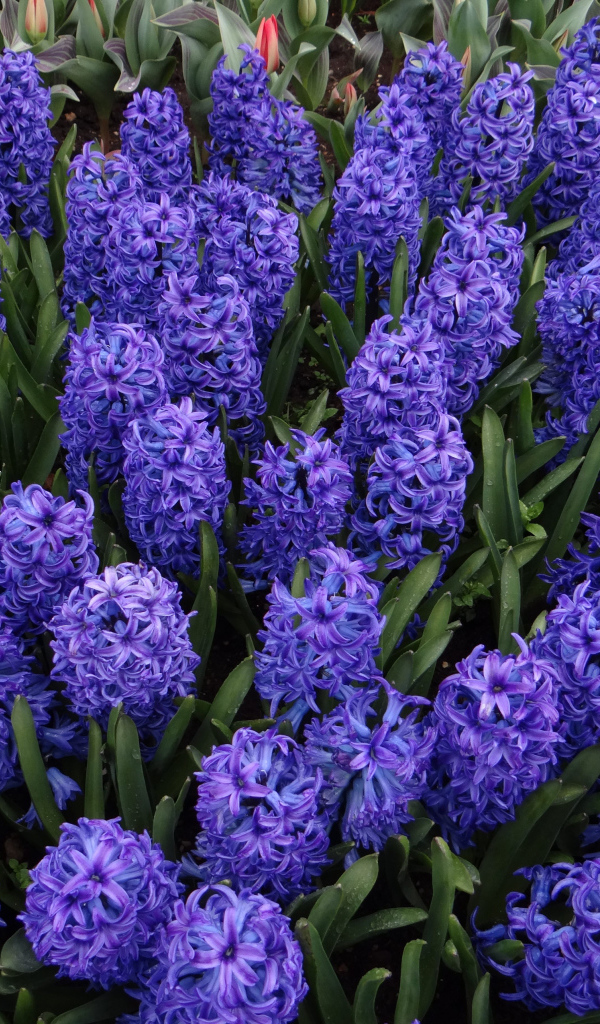 Голубые цветы гиацинты на клумбе крупным планом