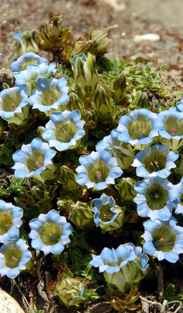 Голубые цветы на камне