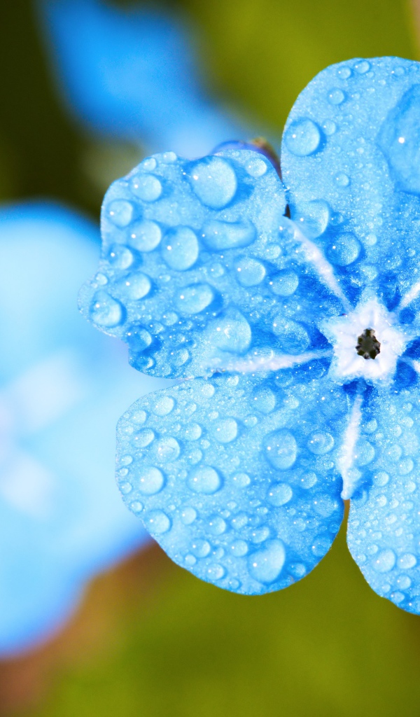 Голубой цветок незабудки в каплях росы крупным планом