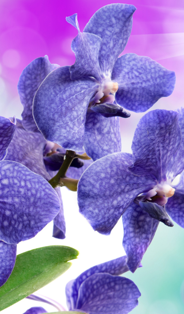 Синие орхидеи с белыми пятнами крупным планом