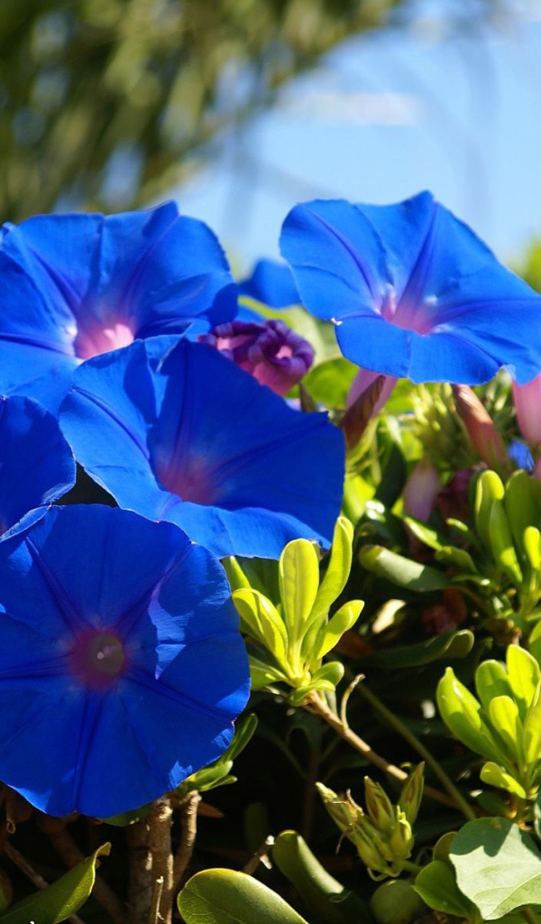 Синие летние цветы Ипомея 