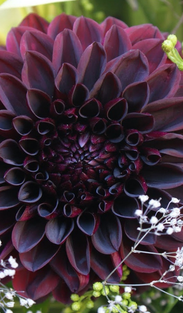 Бордовая георгина с белыми цветами в букете 