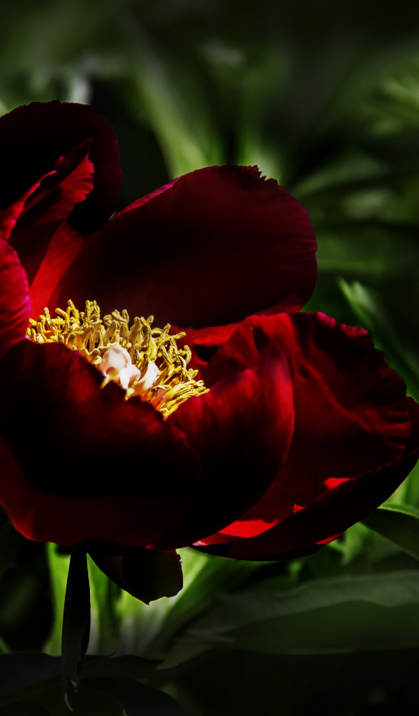 Бордовый красивый пион крупным планом