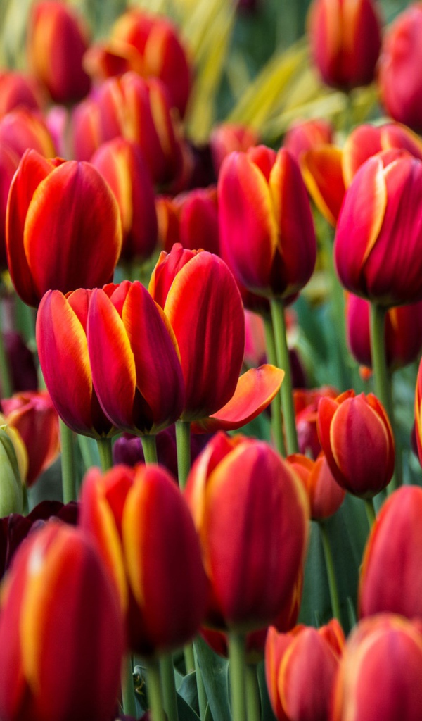 Бордовые красивые цветы тюльпаны 