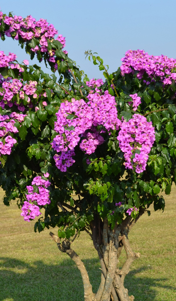 Дерево  Бугенвиллия с красивыми розовыми цветами