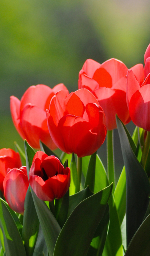 Букет красивых ярких красных тюльпанов