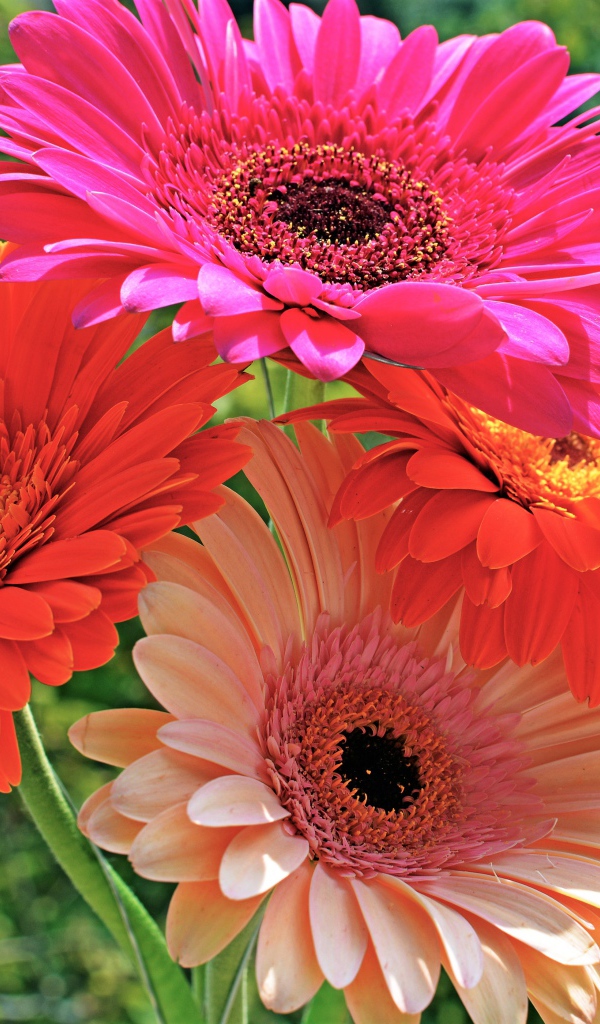 Букет красивых нежных гербер