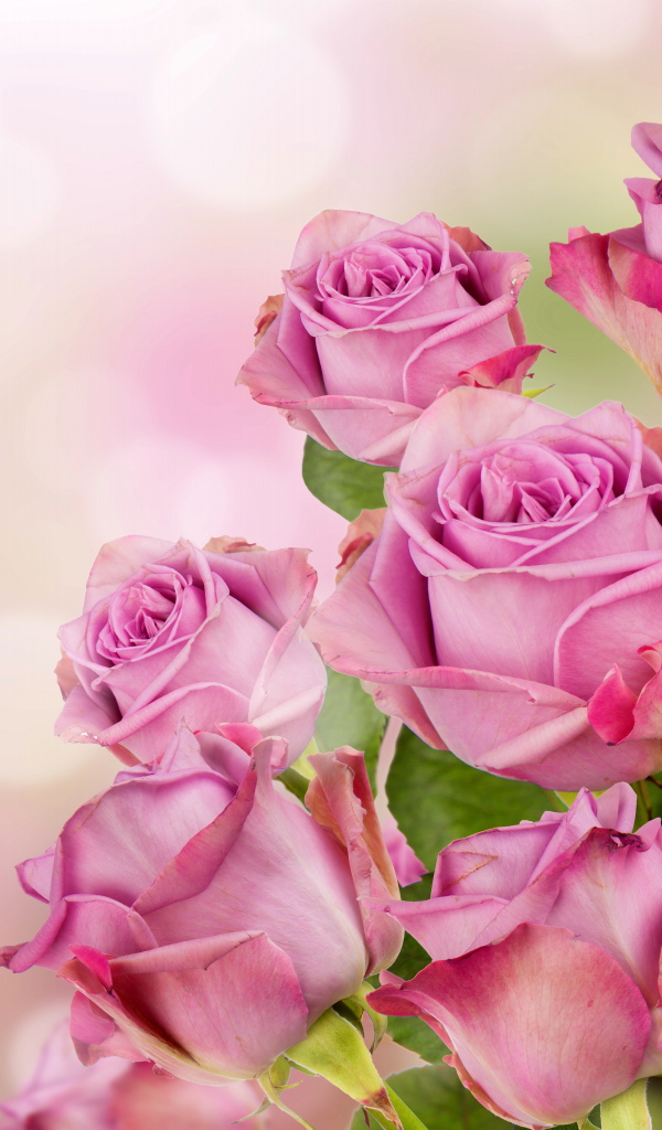 Букет красивых розовых роз 