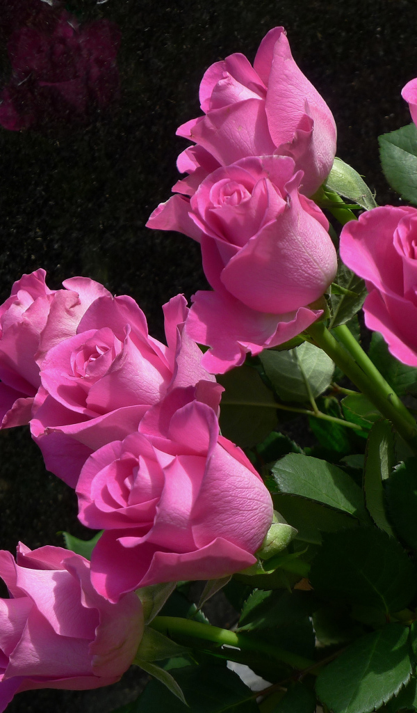 Букет красивых розовых роз крупным планом