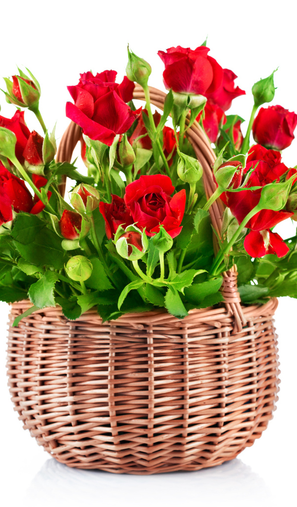 Букет красивых красных роз в корзине на белом фоне 