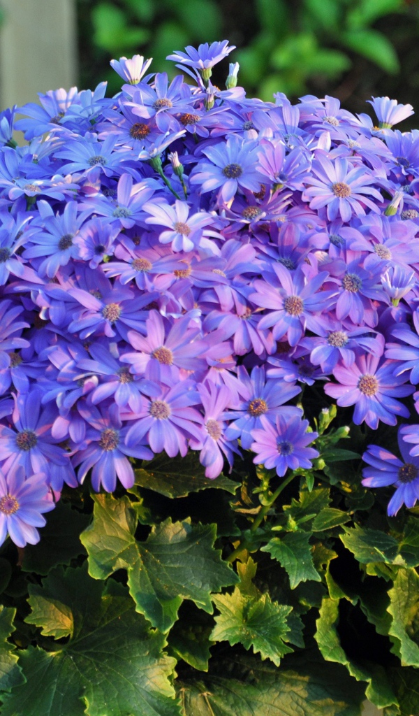 Букет синих красивых цветов 