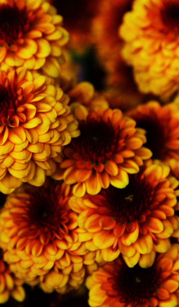 Букет ярких оранжевых цветов хризантемы