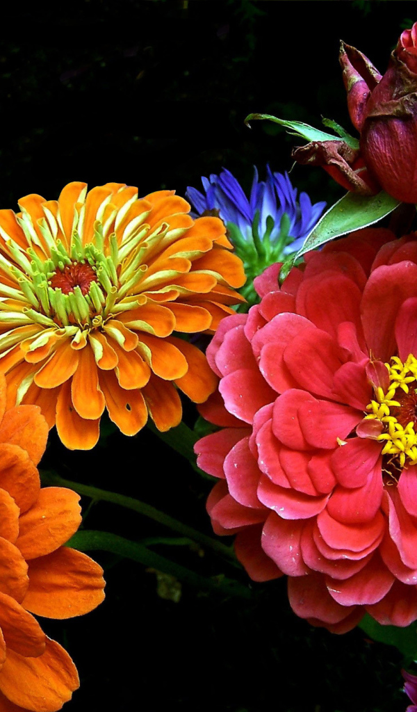 Букет ярких летних цветов 