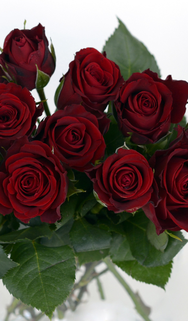 Букет бордовых роз крупным планом на белом фоне 