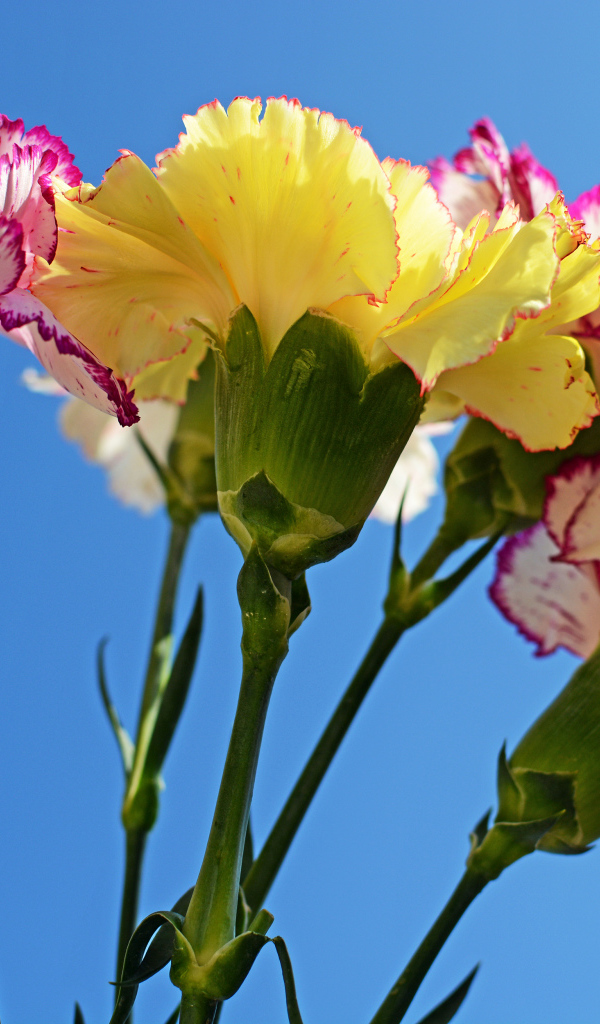 Букет гвоздик на голубом фоне крупным планом