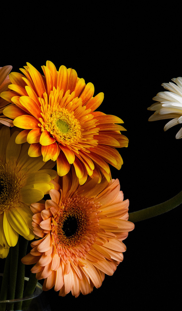 Букет разноцветных гербер в стеклянной вазе 