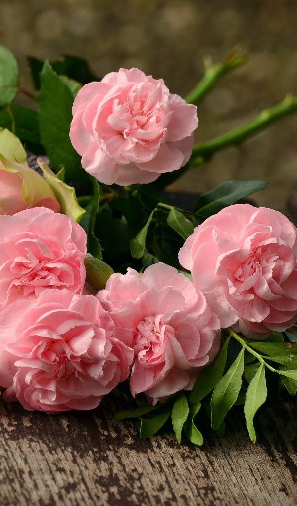 Букет нежно розовых роз на скамейке 