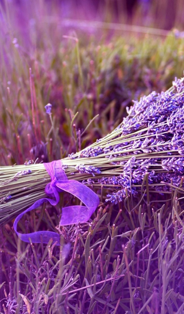 Букет сиреневых цветов лаванды перевязанный лентой