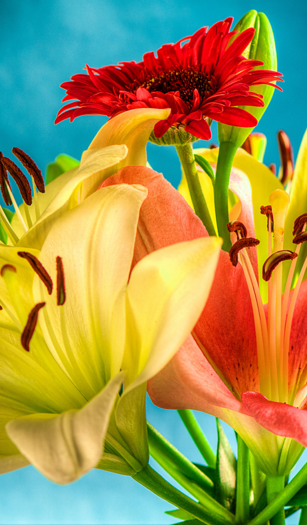 Букет из лилий и гербер на голубом фоне 