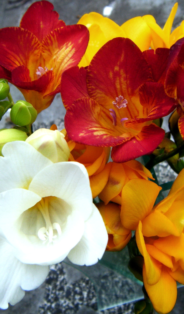 Букет разноцветных цветов фрезия крупным планом