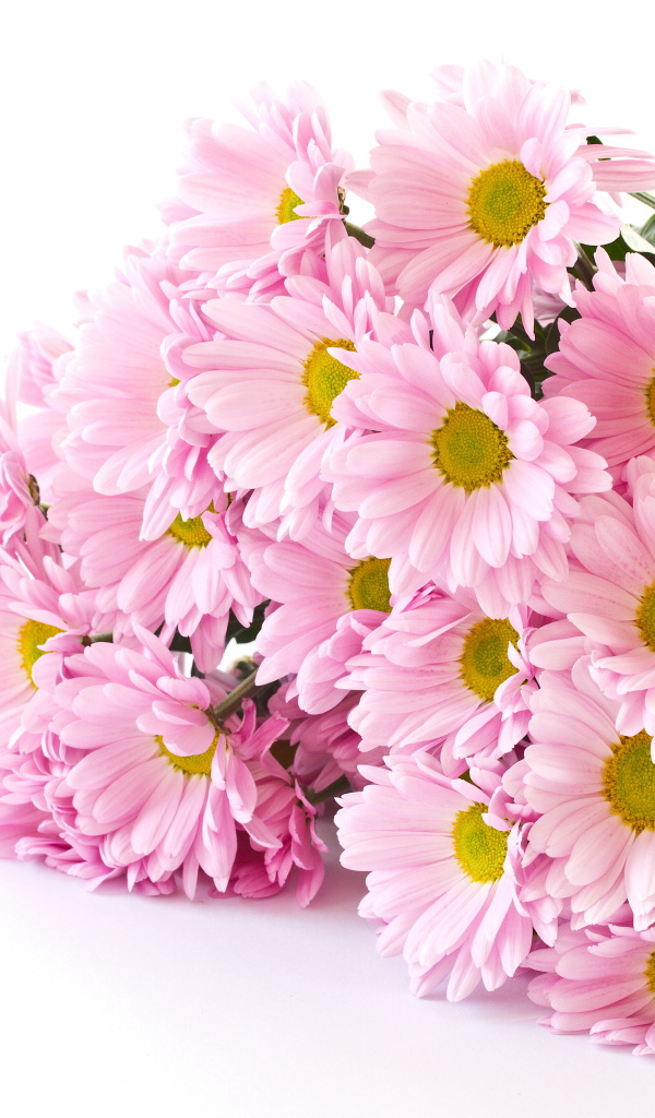 Букет розовых хризантем на белом фоне