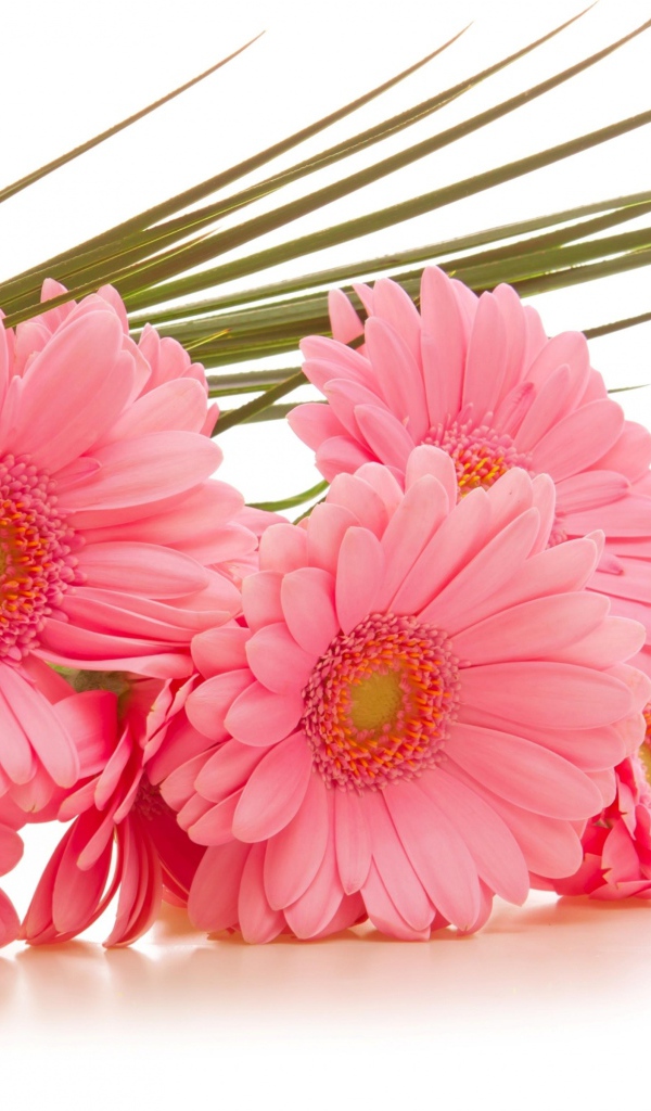 Букет розовых гербер на белом фоне