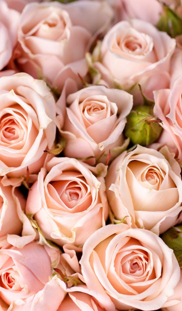 Букет розовых роз крупным планом