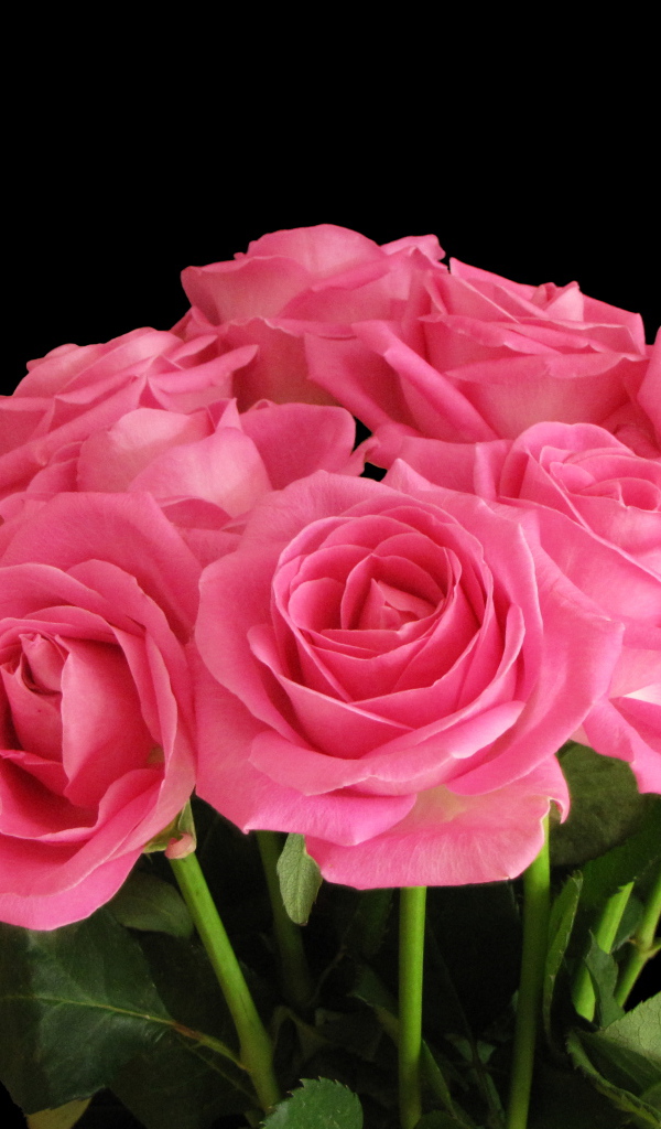 Букет розовых роз на черном фоне крупным планом