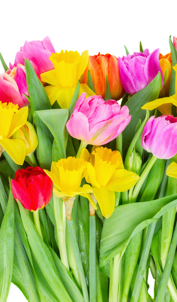 Букет розовых тюльпанов и желтых нарциссов на белом фоне