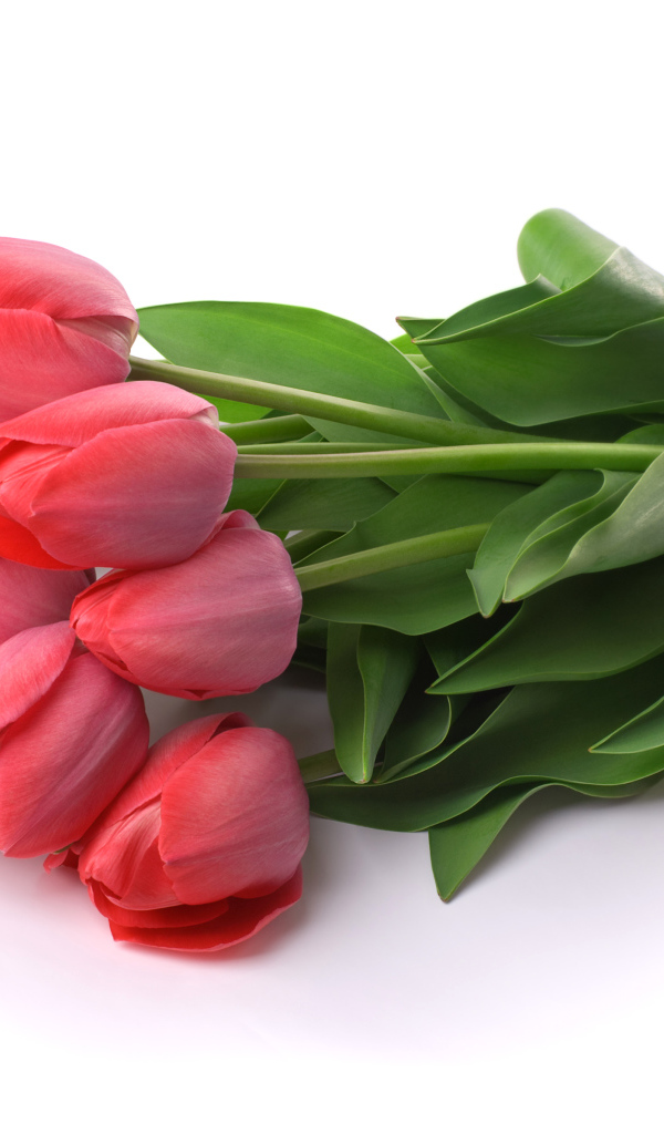 Букет розовых тюльпанов на белом фоне