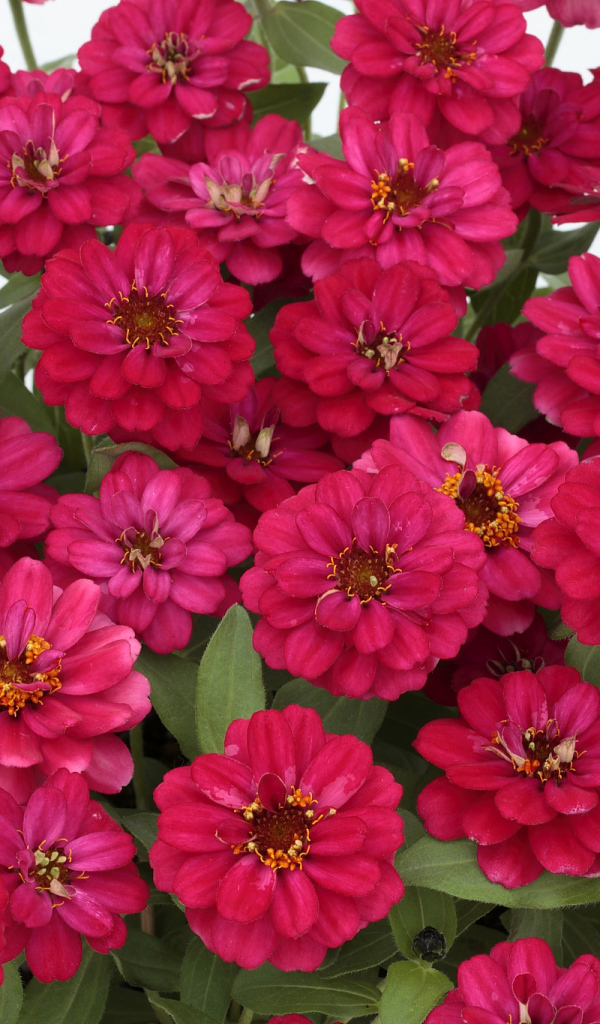 Букет розовых цветов цинния