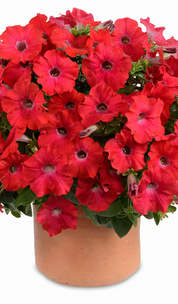 Букет красных садовых цветов петуния на белом фоне  