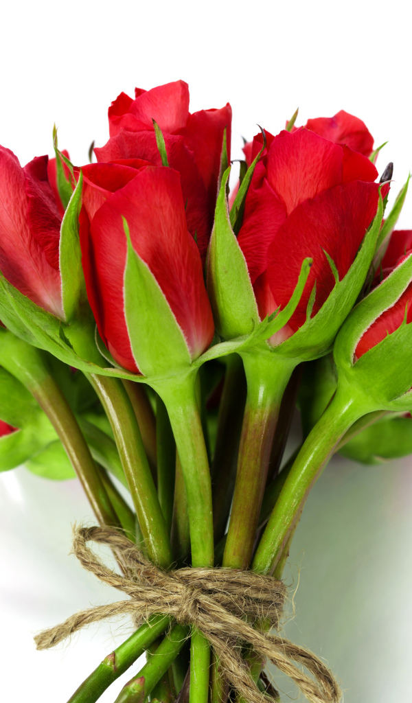 Букет красных роз перевязан веревкой на белом фоне