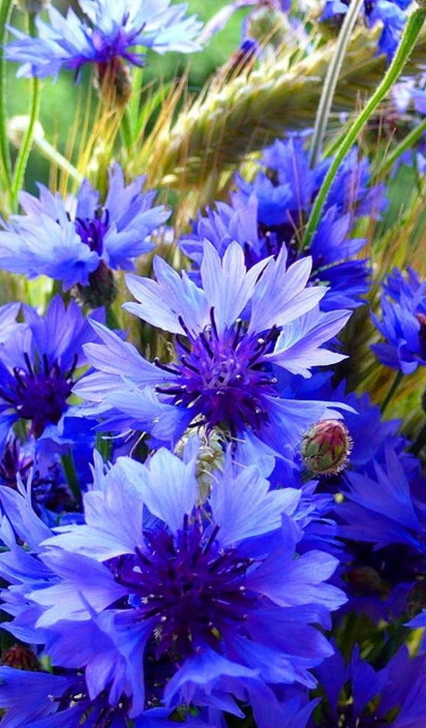 Букет полевых летних цветов васильков