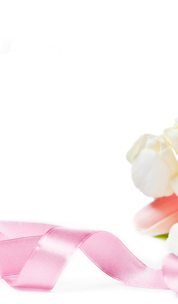 Букет тюльпанов с розовой лентой на белом фоне, шаблон для поздравительной открытки