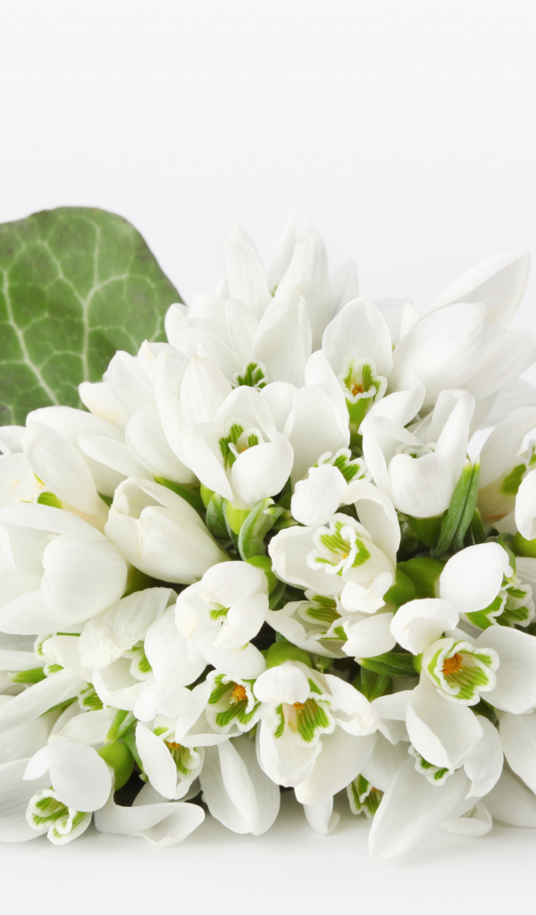 Букет белых подснежников на белом фоне