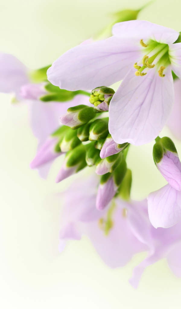 Ветка нежных сиреневых цветов фрезии