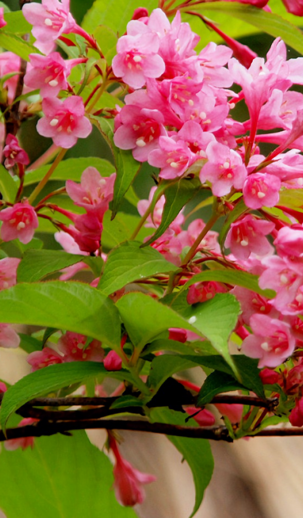 Ветка с нежными розовыми цветами 