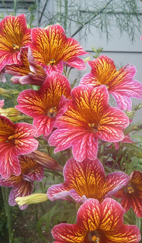 Яркая расцветка цветов сальпиглоссис