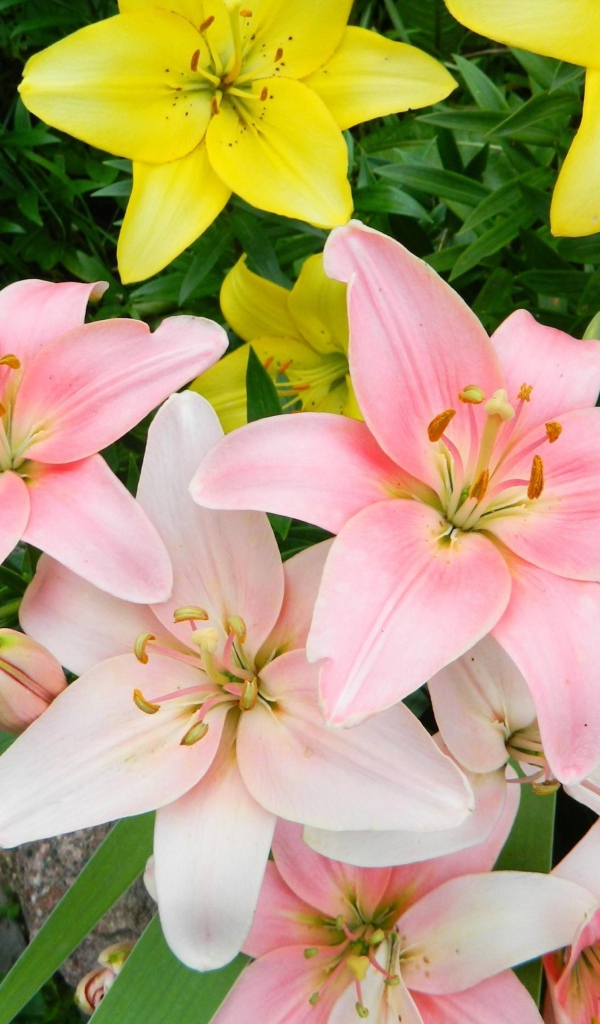 Яркие розовые и желтые лилии на клумбе крупным планом