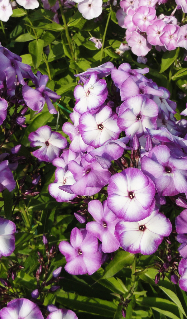 Яркие фиолетово - белые  цветы садовой флоксы