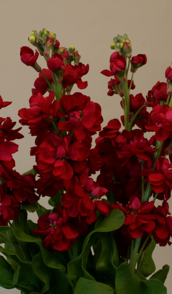 Бордовый красивый букет цветов левкой