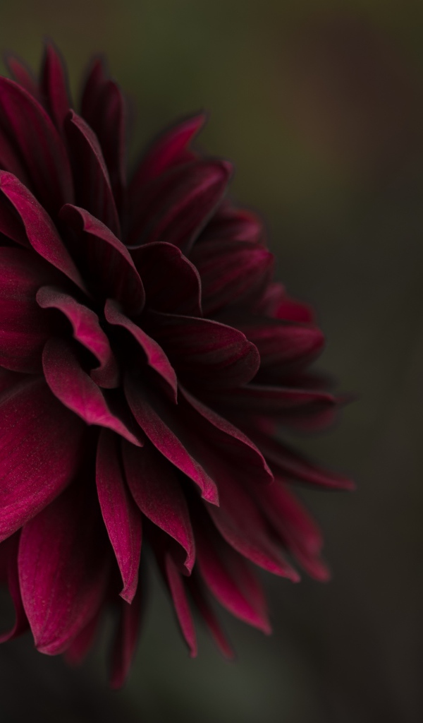 Бордовая пышная георгина крупным планом