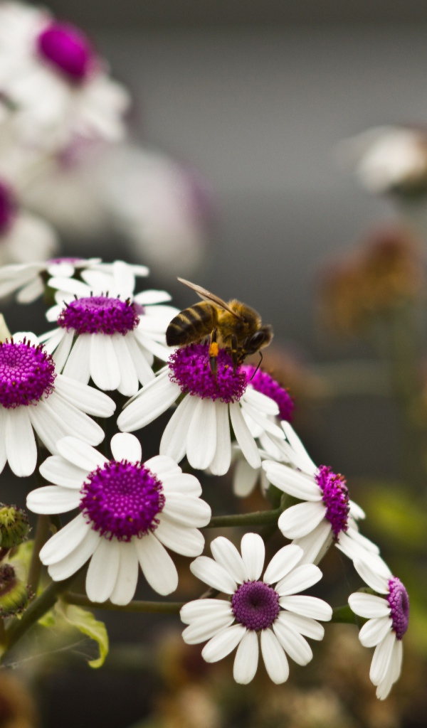 Ромашки с белыми лепестками и сиреневой серединкой 