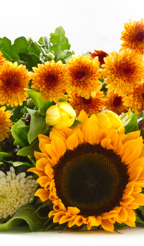 Хризантемы и цветок подсолнуха на белом фоне 