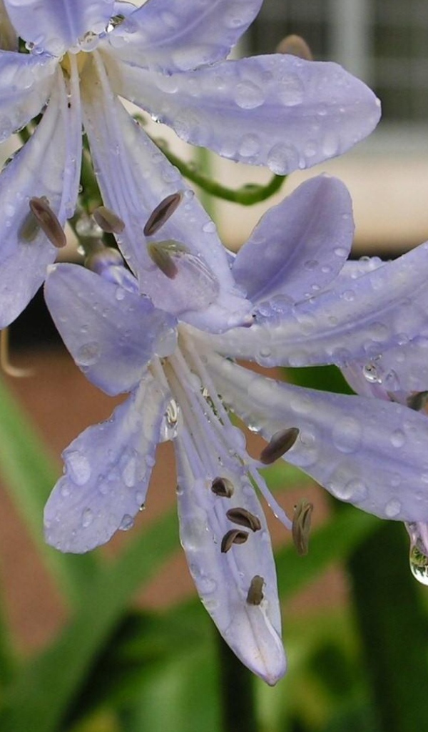 Нежные цветы агапантус в свежих каплях росы